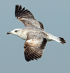 Larus armenicus